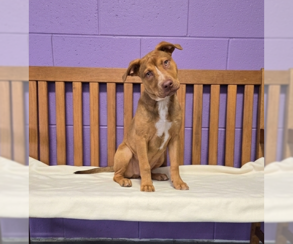 Medium Photo #2 Labrador Retriever-Unknown Mix Puppy For Sale in Genesee, WI, USA