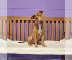 Small #1 Labrador Retriever Mix