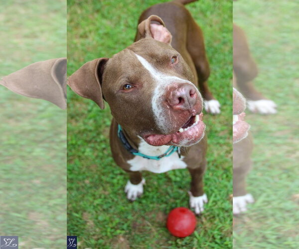 Medium Photo #5 American Pit Bull Terrier-Unknown Mix Puppy For Sale in Lockport, NY, USA
