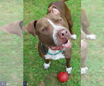 Small #4 American Pit Bull Terrier Mix