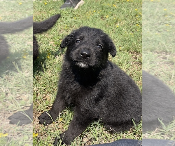 Medium Photo #1 German Shepherd Dog Puppy For Sale in WACO, TX, USA