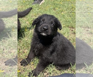 German Shepherd Dog Puppy for sale in WACO, TX, USA