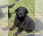 Image preview for Ad Listing. Nickname: Litter of 5