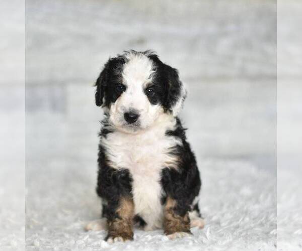 Medium Photo #1 Bernedoodle (Miniature) Puppy For Sale in COCHRANTON, PA, USA