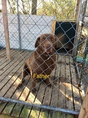 Father of the Chesapeake Bay Retriever puppies born on 09/09/2017