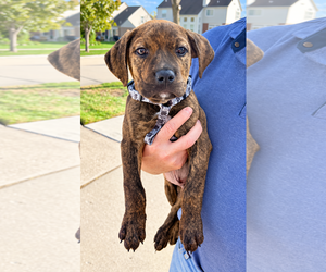 Mutt Dogs for adoption in Clarkston, MI, USA