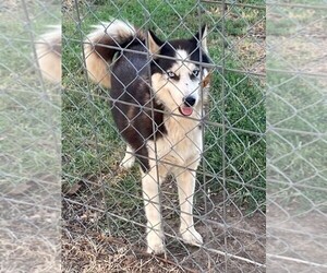 Siberian Husky Dog for Adoption in TERLTON, Oklahoma USA