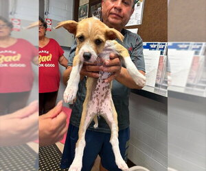 Mutt Dogs for adoption in Stockton, CA, USA