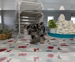 Small #4 French Bulldog