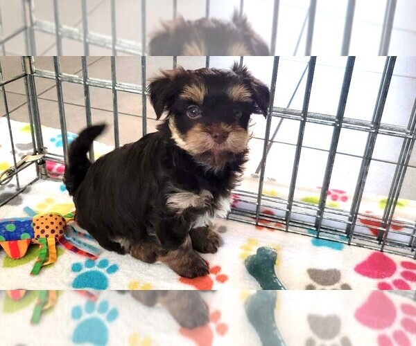 Medium Photo #1 Havashire Puppy For Sale in ORO VALLEY, AZ, USA