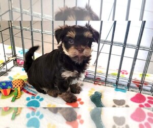 Havashire Puppy for sale in ORO VALLEY, AZ, USA