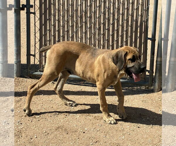 Medium Photo #3 Mastiff Puppy For Sale in Hesperia, CA, USA