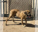Small #2 Mastiff