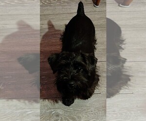 Schnauzer (Miniature) Puppy for sale in ENID, OK, USA