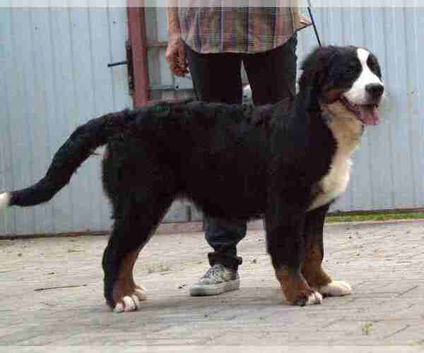 Medium Photo #3 Bernese Mountain Dog Puppy For Sale in Maladzyechna, Minsk, Belarus