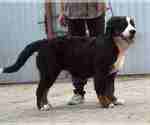Small #2 Bernese Mountain Dog