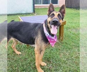 German Shepherd Dog Dogs for adoption in San Antonio, TX, USA