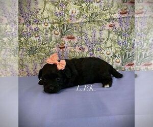 YorkiePoo Puppy for sale in WINNSBORO, LA, USA