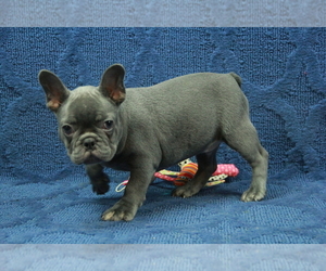 French Bulldog Puppy for sale in HICKORY, NC, USA