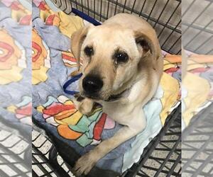Labrador Retriever-Unknown Mix Dogs for adoption in Conroe, TX, USA