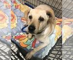 Small Labrador Retriever Mix