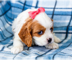 Small Photo #33 Cockalier Puppy For Sale in WAKARUSA, IN, USA