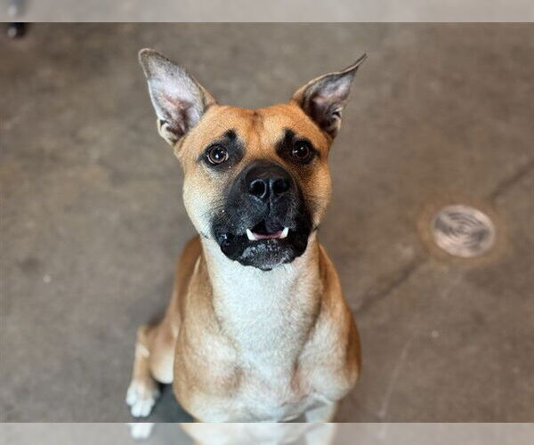Medium Photo #1 Black Mouth Cur-Unknown Mix Puppy For Sale in Tavares, FL, USA