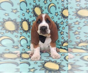 Basset Hound Puppy for sale in LANCASTER, PA, USA