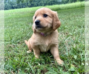 Golden Retriever Puppy for sale in PALL MALL, TN, USA