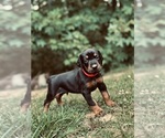 Puppy Red Collar Doberman Pinscher