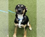 Small #1 German Shepherd Dog Mix