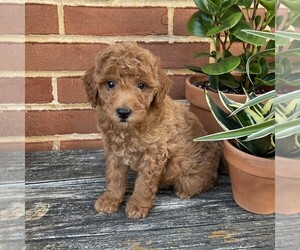 Goldendoodle (Miniature) Puppy for sale in LEOLA, PA, USA