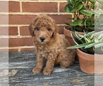 Image preview for Ad Listing. Nickname: Snickers