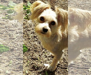 Maltese-Unknown Mix Dogs for adoption in Westmont, IL, USA