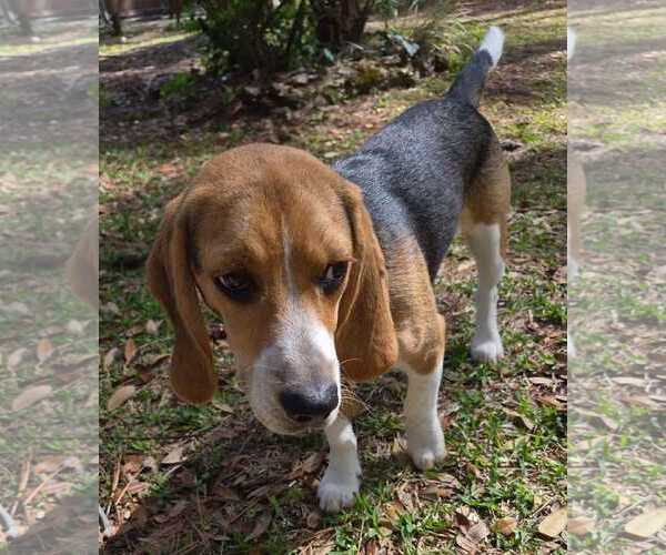 Medium Photo #7 Beagle Puppy For Sale in Dunnellon, FL, USA
