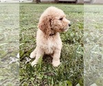 Small Photo #57 Goldendoodle Puppy For Sale in WEST PLAINS, MO, USA