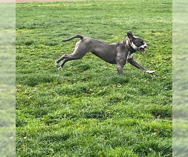 Medium Photo #4 American Staffordshire Terrier Puppy For Sale in Stckton, CA, USA
