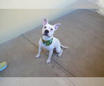 Small Photo #3 American Pit Bull Terrier-Unknown Mix Puppy For Sale in McKinney, TX, USA