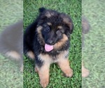 Small German Shepherd Dog