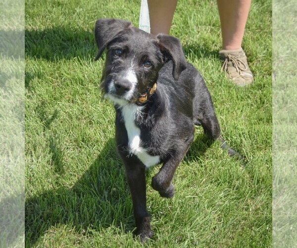 Medium Photo #4 Mutt Puppy For Sale in Huntley, IL, USA