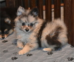 Puppy Puppy 2 Pomeranian