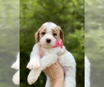 Puppy Puppy 2pink Goldendoodle