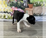 Small Photo #4 Boston Terrier Puppy For Sale in EWING, KY, USA