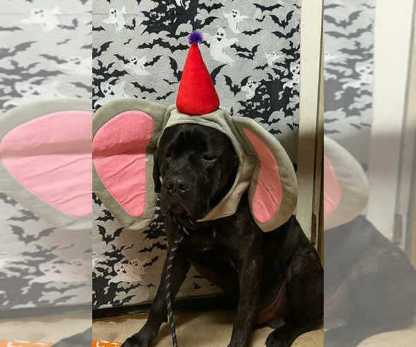 Medium Photo #2 Mutt Puppy For Sale in Abbeville, LA, USA