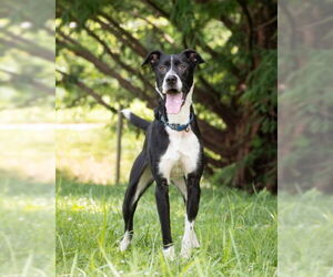 German Shepherd Dog-Unknown Mix Dogs for adoption in Derwood, MD, USA