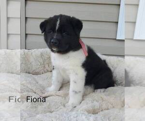 Akita Puppy for sale in FRESNO, OH, USA