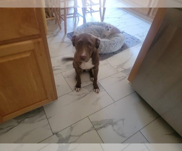 Medium Photo #1 Mutt Puppy For Sale in Holly Springs, NC, USA