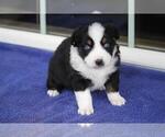 Small Photo #1 Australian Shepherd Puppy For Sale in CIRCLEVILLE, UT, USA