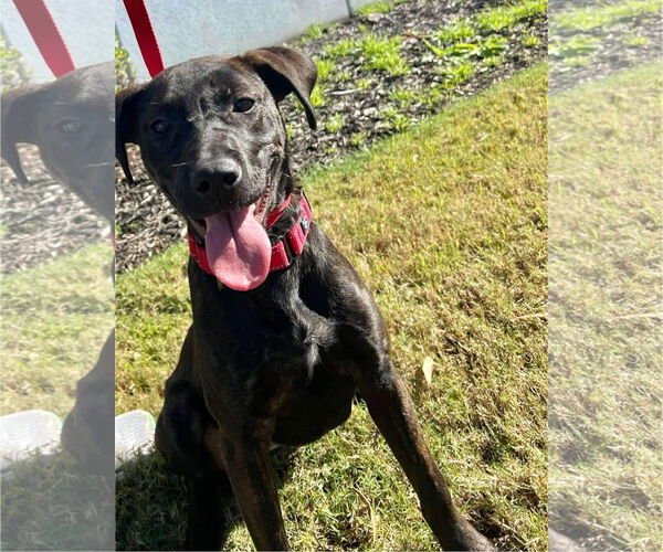 Medium Photo #9 Labrador Retriever-Unknown Mix Puppy For Sale in Munford, TN, USA