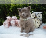 Small #1 Pomeranian